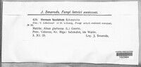 Stereum ostrea image